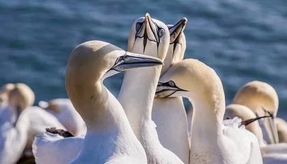 九游游戏中心-国际滑雪障碍赛中国选手跻身八强，滑雪障碍追逐国家队