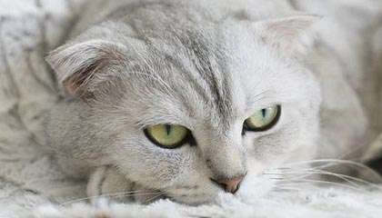 九游游戏中心-国际滑雪障碍赛中国选手跻身八强，滑雪障碍追逐国家队