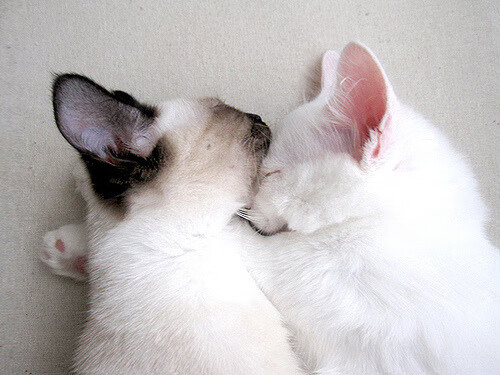 篮球专项体能训练周期设计与效果评估,篮球运动项目体能训练计划