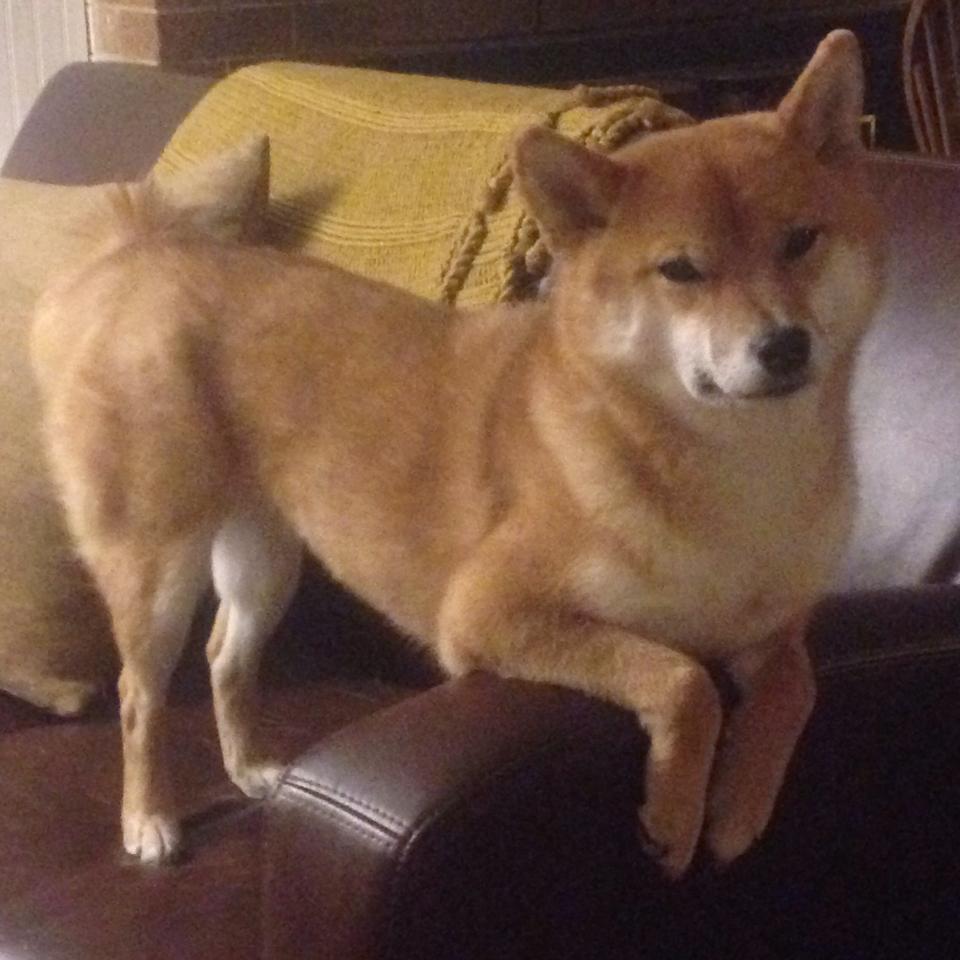 青少年篮球运动员伤病防护策略研究，篮球运动损伤与预防论文开题报告