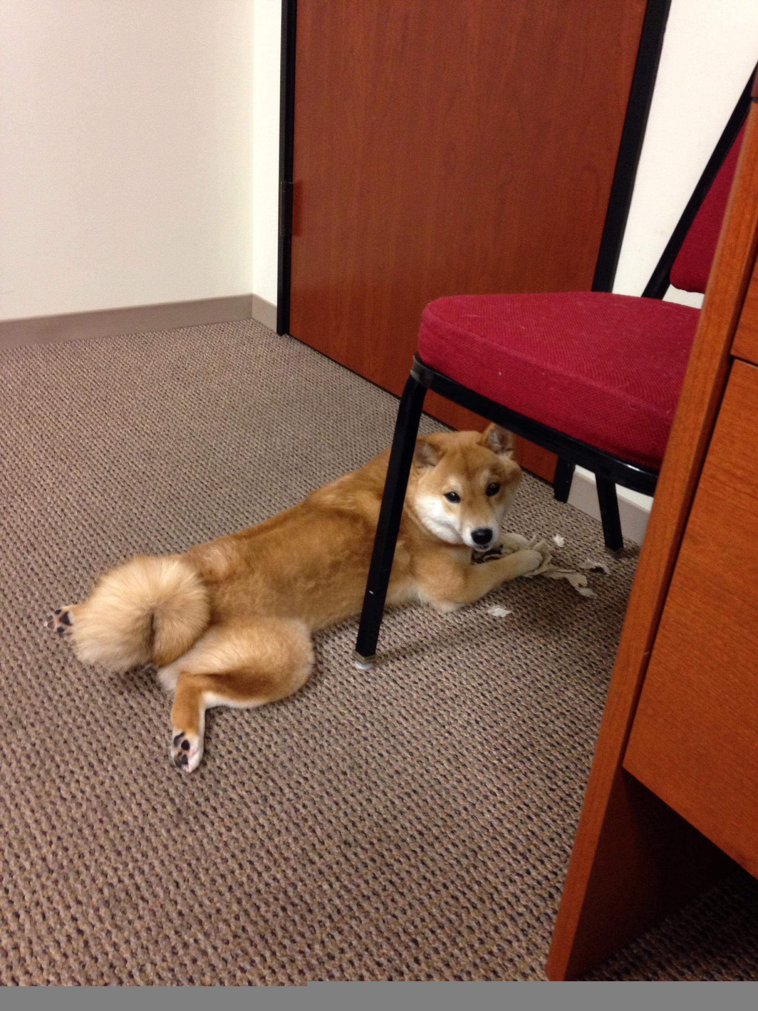 中国香港队如何利用混合团体赛制在国际乒联世界杯中突出重围,香港乒乓球混双名单