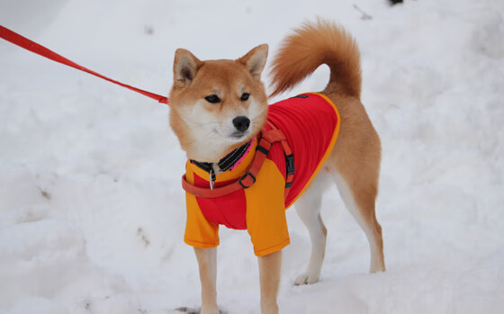 体育新闻中心建设体育行业内容安全防护体系，体育新闻专题报道