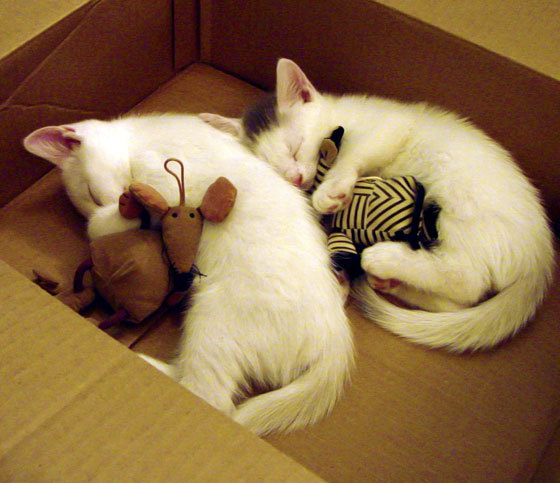 九游（jiuyou.com）游戏-切尔西多场比赛零封对手，防守能力强劲，切尔西全队