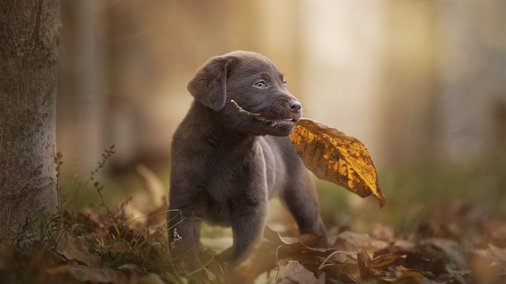国家队轮换节奏是否打乱攻防节奏平衡,国家队换装备
