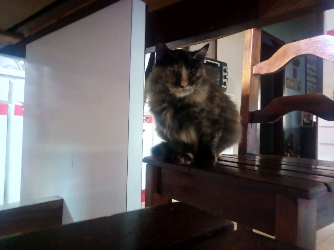 新战队组建计划曝光多名自由人加入试训,战队自由人什么意思