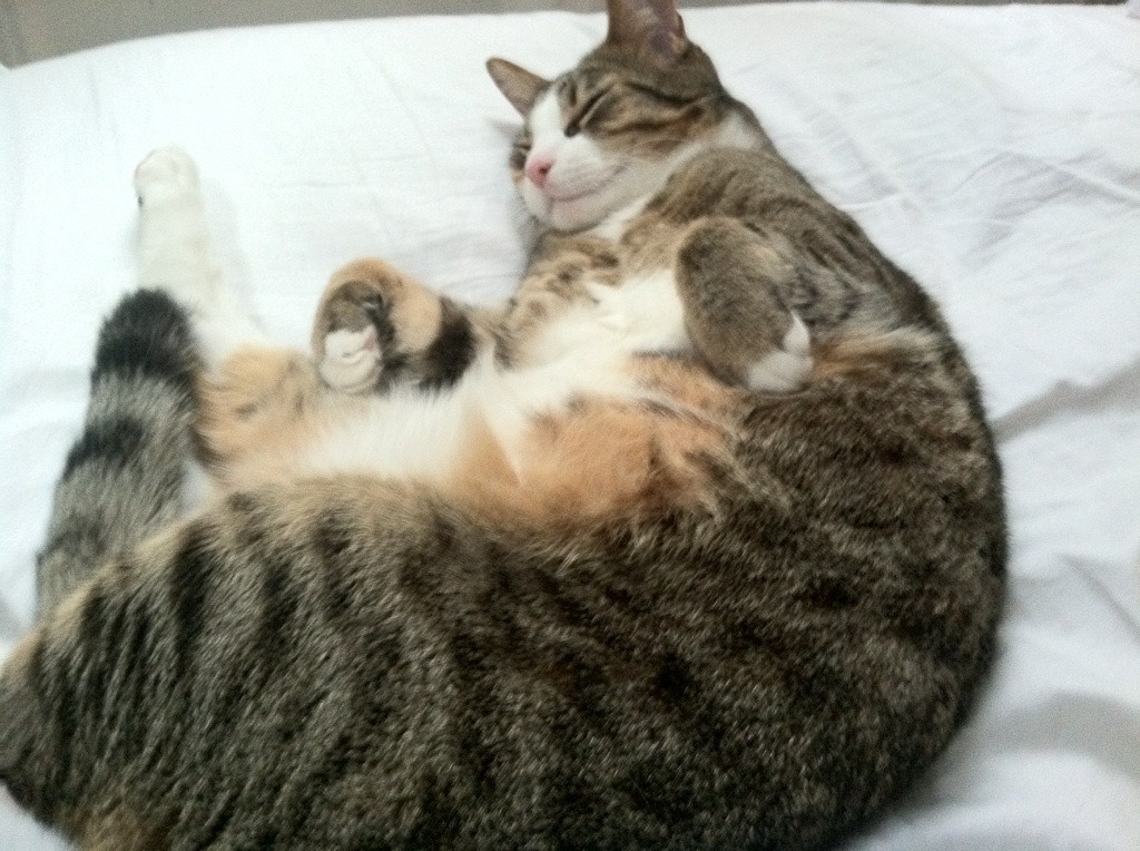 九游sports-美国队冲线瞬间引爆现场欢呼，美国队冲线瞬间引爆现场欢呼的声音