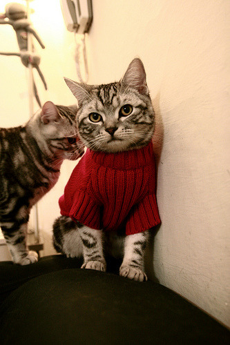 跳水动作质量高奥地利获好评,奥运跳水澳大利亚